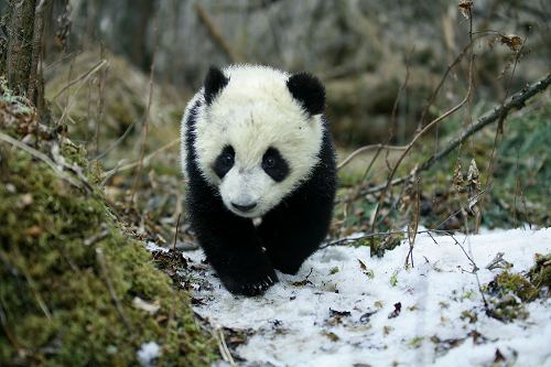 Película china sobre oso panda de Sichuan conmueve al público en su estreno2