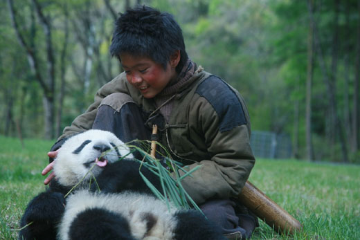 Película china sobre oso panda de Sichuan conmueve al público en su estreno5