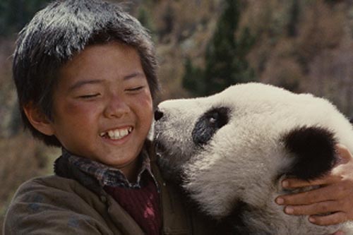 Película china sobre oso panda de Sichuan conmueve al público en su estreno6