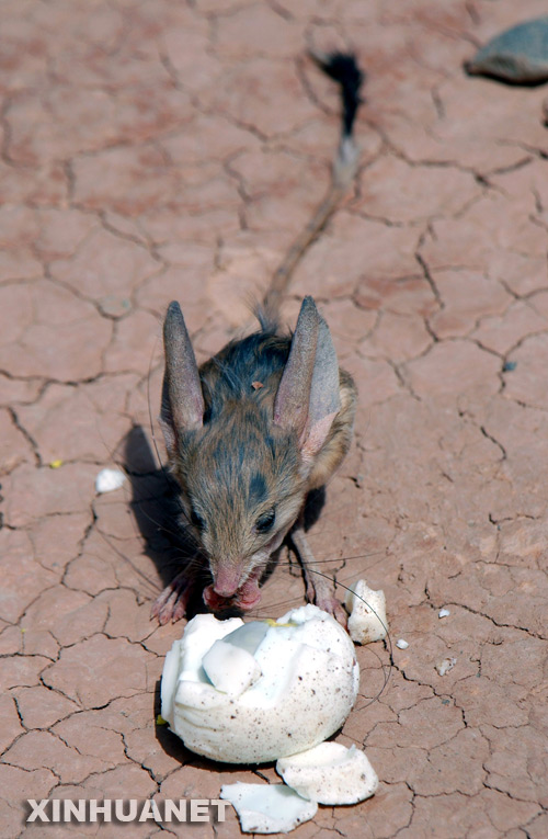 Graban a un ratón del desierto que están en peligro de extinción 1