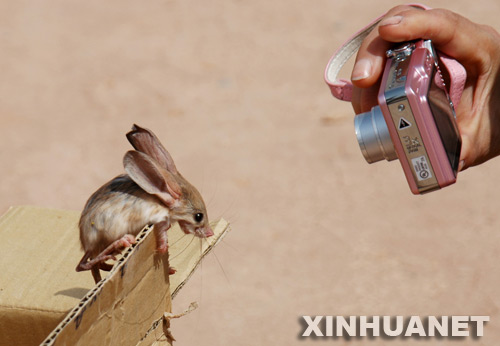 Graban a un ratón del desierto que están en peligro de extinción 2