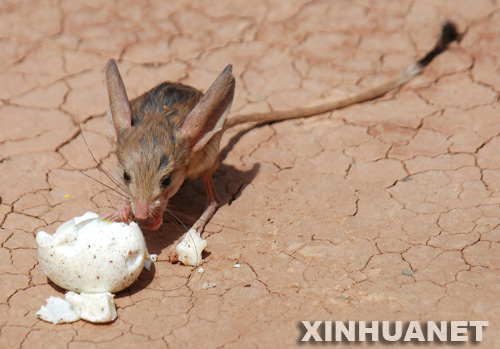 Graban a un ratón del desierto que están en peligro de extinción 3