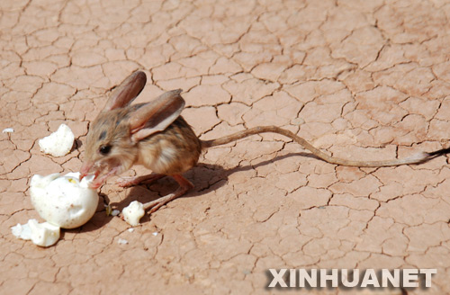 Graban a un ratón del desierto que están en peligro de extinción 4