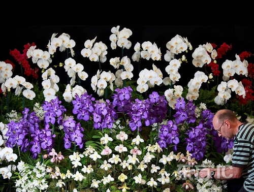 Exposición de flores en Chelsea, Londrés 3