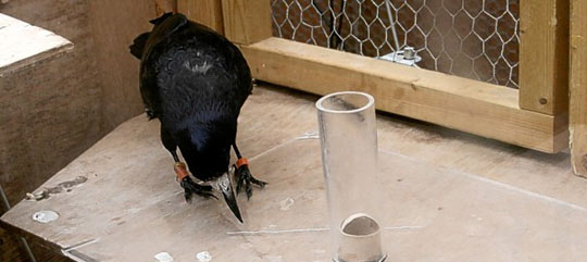 cuervos inteligentes, Universidad Cambridge 4