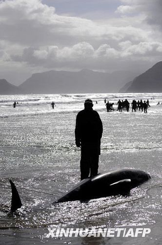 Varamiento sin precedentes de ballenas en playas de Ciudad del Cabo 1