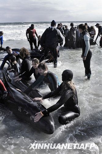 Varamiento sin precedentes de ballenas en playas de Ciudad del Cabo 2