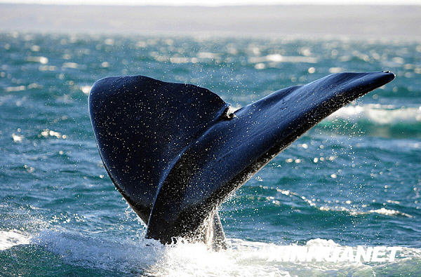 ballenas 2