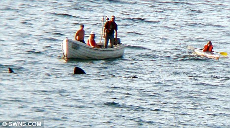 tiburones-Cornwall