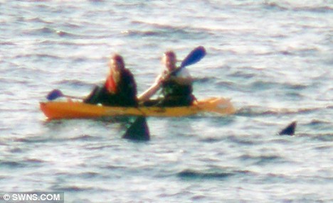 tiburones-Cornwall 2
