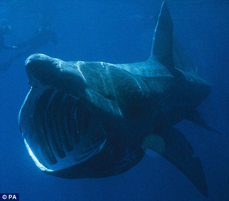 tiburones-Cornwall