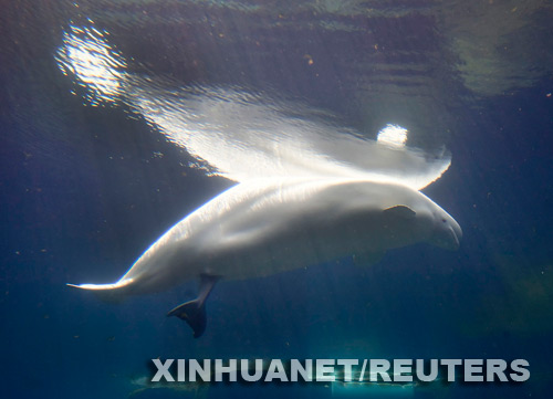 Nace la ballena beluga en el Acuario de Vancouver1