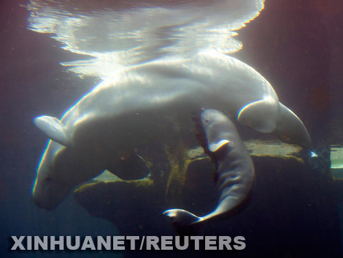 Nace la ballena beluga en el Acuario de Vancouver2