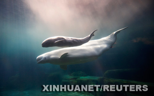 Nace la ballena beluga en el Acuario de Vancouver3