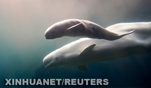 Nace la ballena beluga en el Acuario de Vancouver4