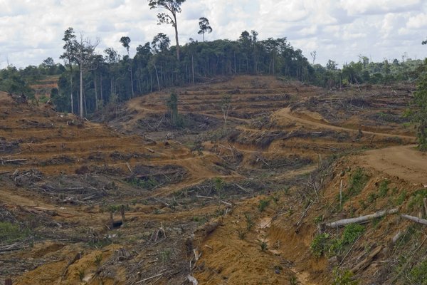 La tala amenaza el hábitat de los orangutanes en Indonesia 1