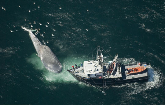 Se encuentra una ballena azul muerta en costa de California