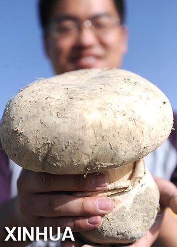 Se encuentra champiñones gigantes de más de 10 kilos en China1