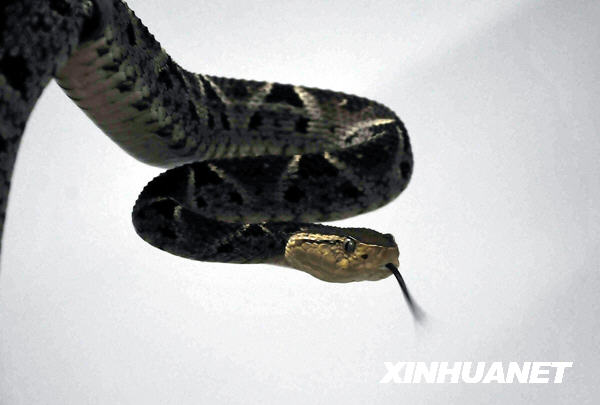 Las serpientes venenosas de los bosques tropicales en Panamá 1