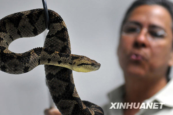 Las serpientes venenosas de los bosques tropicales en Panamá 2