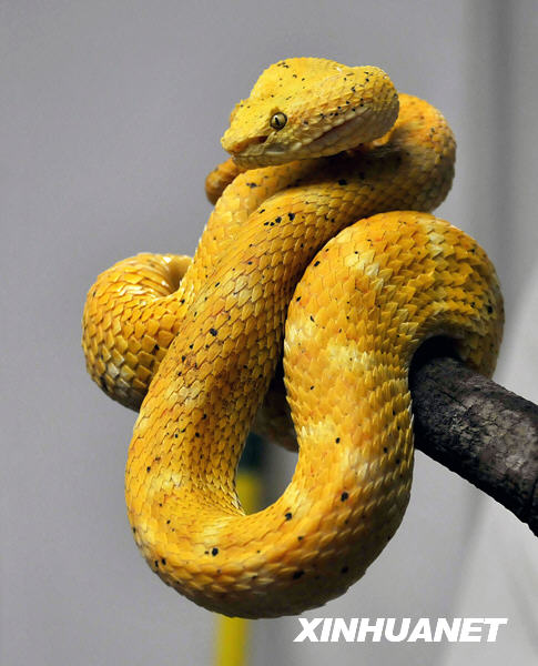 Las serpientes venenosas de los bosques tropicales en Panamá 3