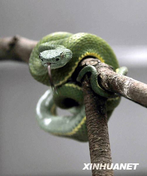 Las serpientes venenosas de los bosques tropicales en Panamá 4