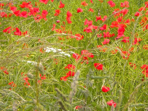 Flor de adormidera3