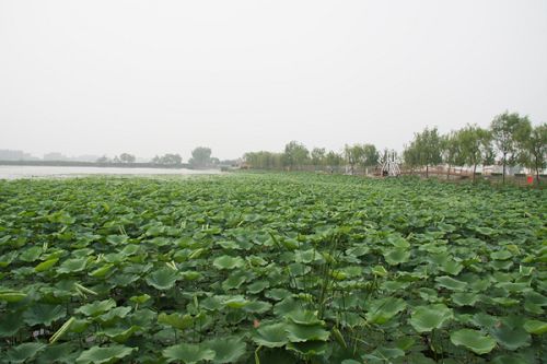 Un viaje acuático a Baiyangdian4