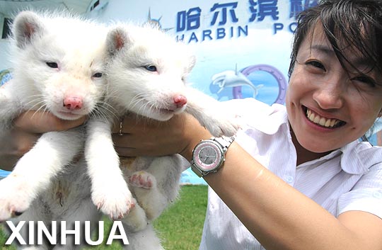 Zorros árticos presentados con un mes de edad en parque de Harbin2