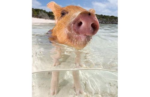 Cerdito juega con el mar1