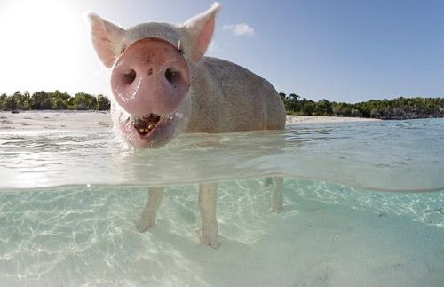 Cerdito juega con el mar3