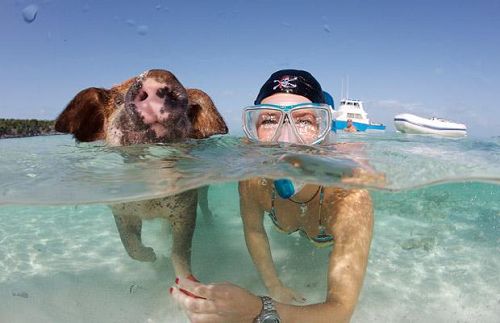 Cerdito juega con el mar5