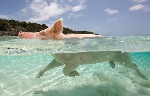 Cerdito juega con el mar6