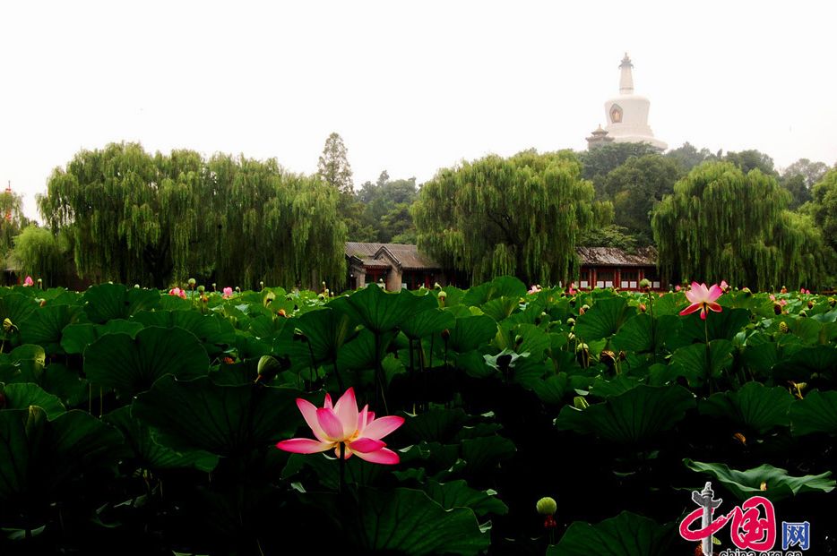 Vista-parque-Beihai-Palacio de Invierno- periodo -flores de loto 01