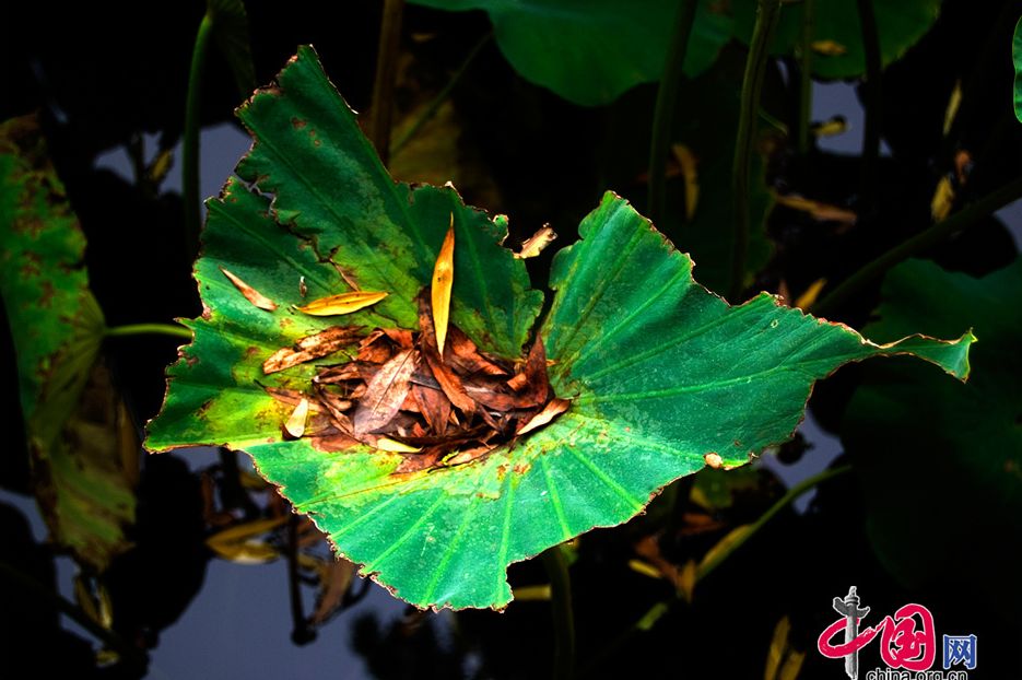 Vista-parque-Beihai-Palacio de Invierno- periodo -flores de loto 06