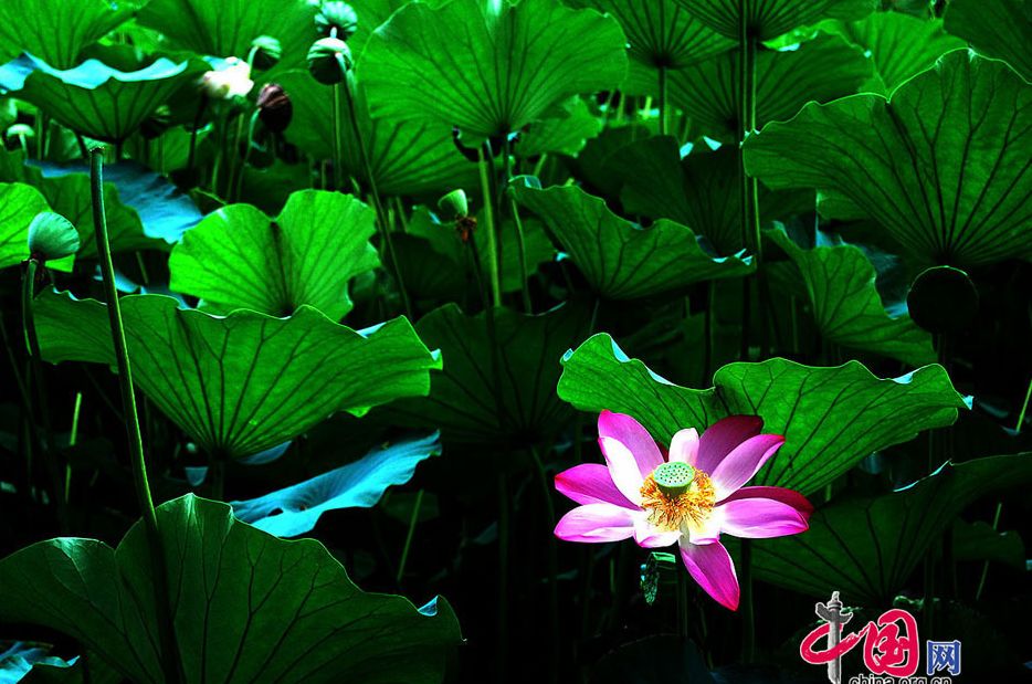 Vista-parque-Beihai-Palacio de Invierno- periodo -flores de loto 07