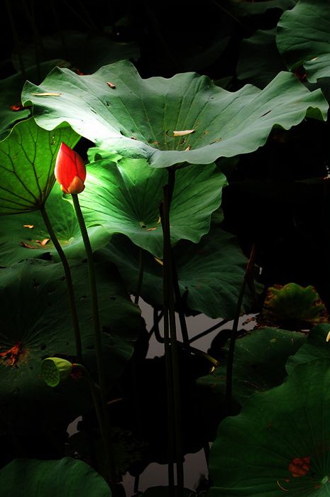 Vista-parque-Beihai-Palacio de Invierno- periodo -flores de loto 08