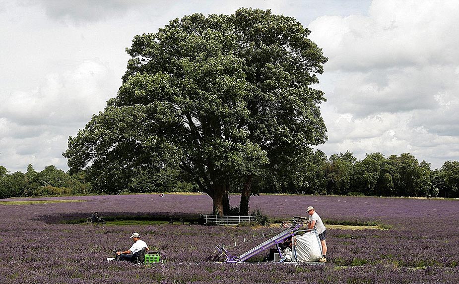 Cosecha - lavanda - Inglaterra 02