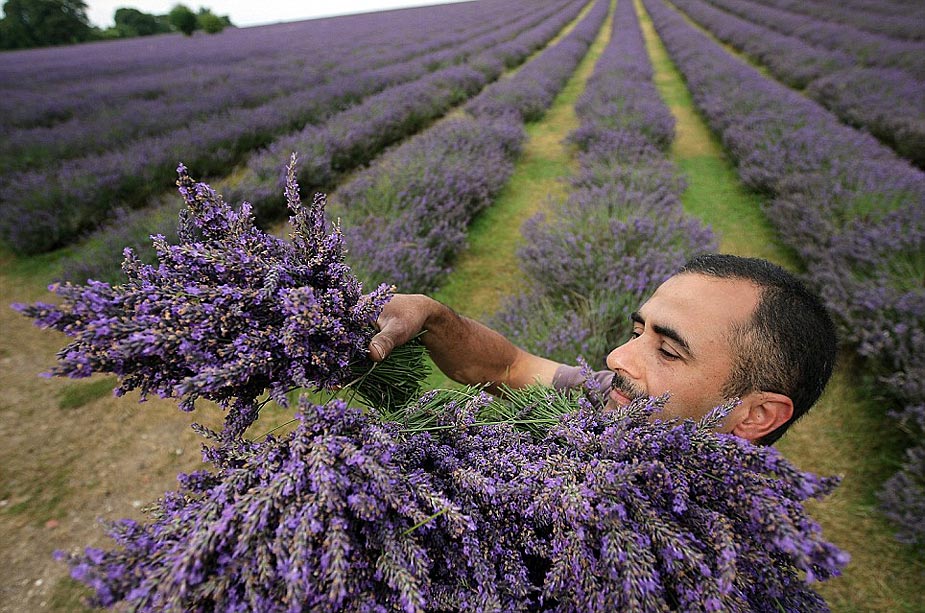 Cosecha - lavanda - Inglaterra 03