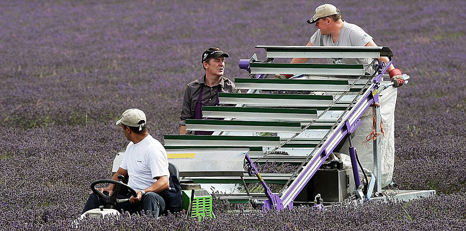 Cosecha - lavanda - Inglaterra 04