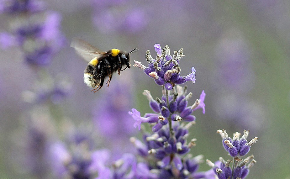 Cosecha - lavanda - Inglaterra 05