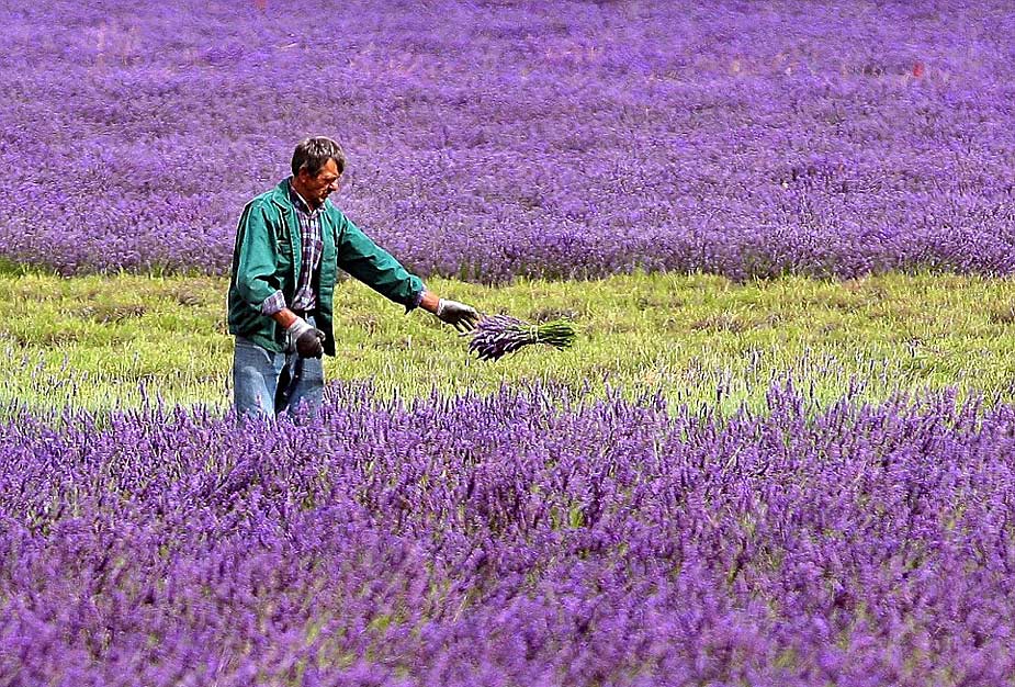 Cosecha - lavanda - Inglaterra 06