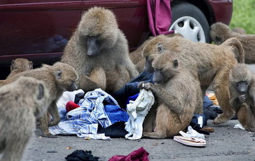 Babuinos rueban a coches 2