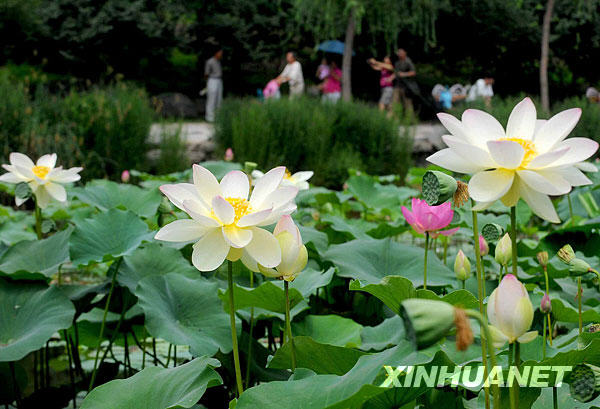 Los mejores lugares de Beijing para contemplar lotos 3