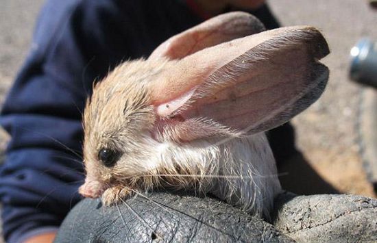 Los animales más increíbles en el mundo10