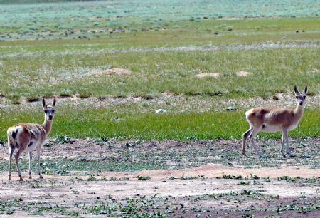 Fauna y flora en la Reserva Natural Qiangtang del Tíbet 7