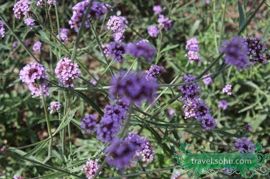 Jardines de lavanda, la Provenza en Beijing 6