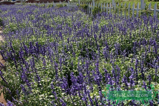 Jardines de lavanda, la Provenza en Beijing 7