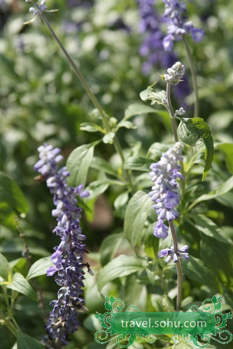 Jardines de lavanda, la Provenza en Beijing 8