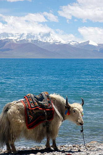 lago-Nam Tso-paraíso-azul 5